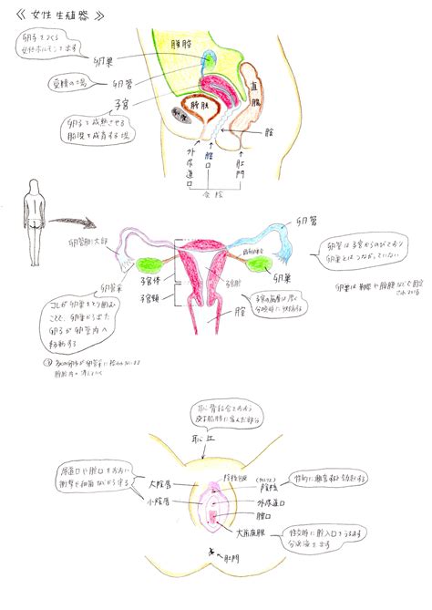 陰女|女性生殖器